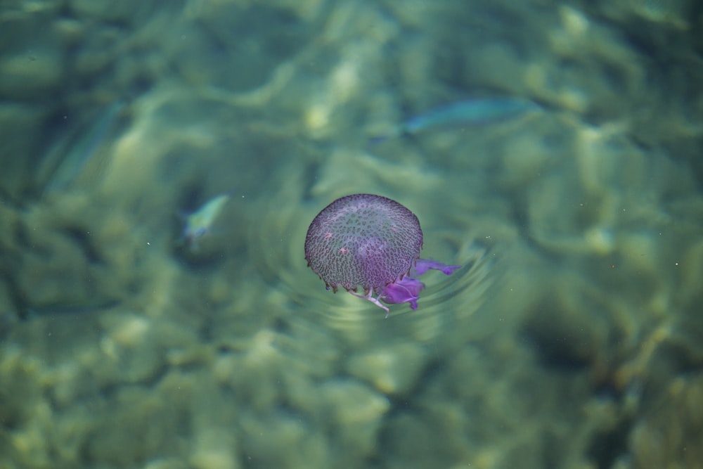 a jellyfish swimming in a shallow pool of water