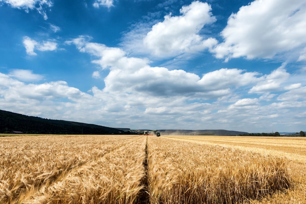 a field of wheat under a cloudy blue sky