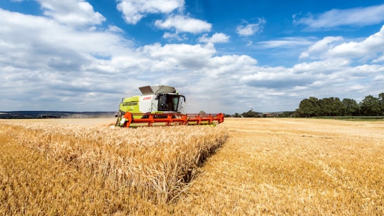 a combine of grain being harvested in a field