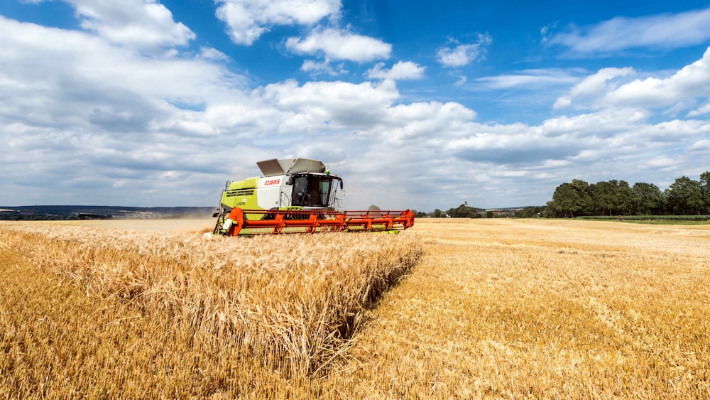 a combine of grain being harvested in a field