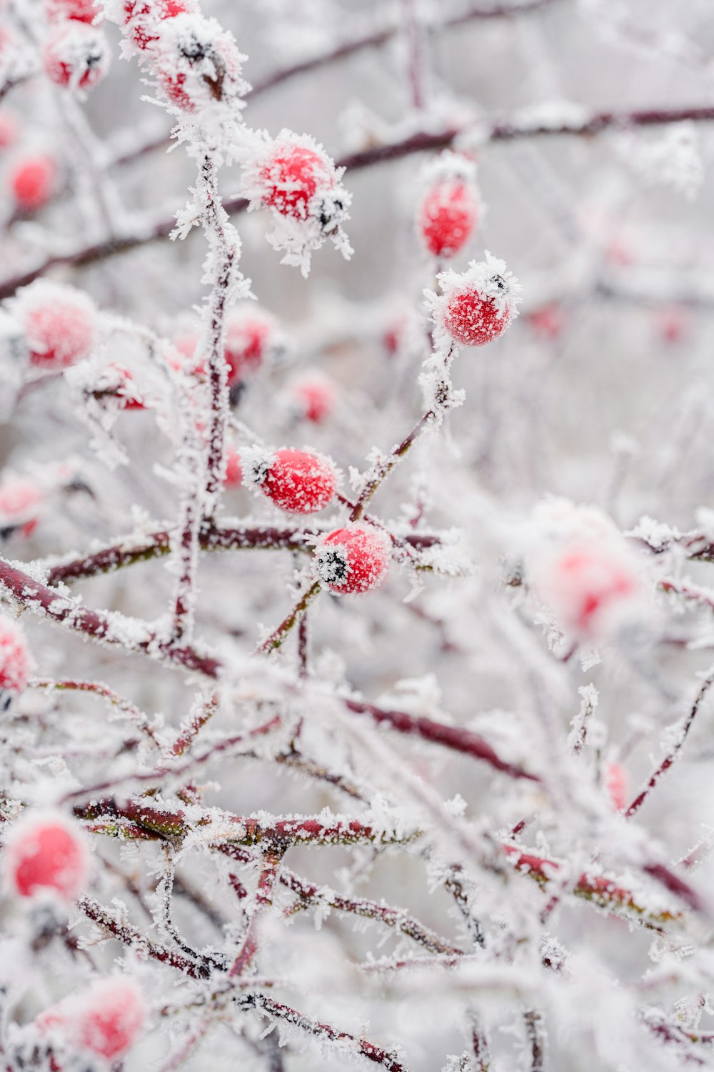 red berries are covered in ice on a tree