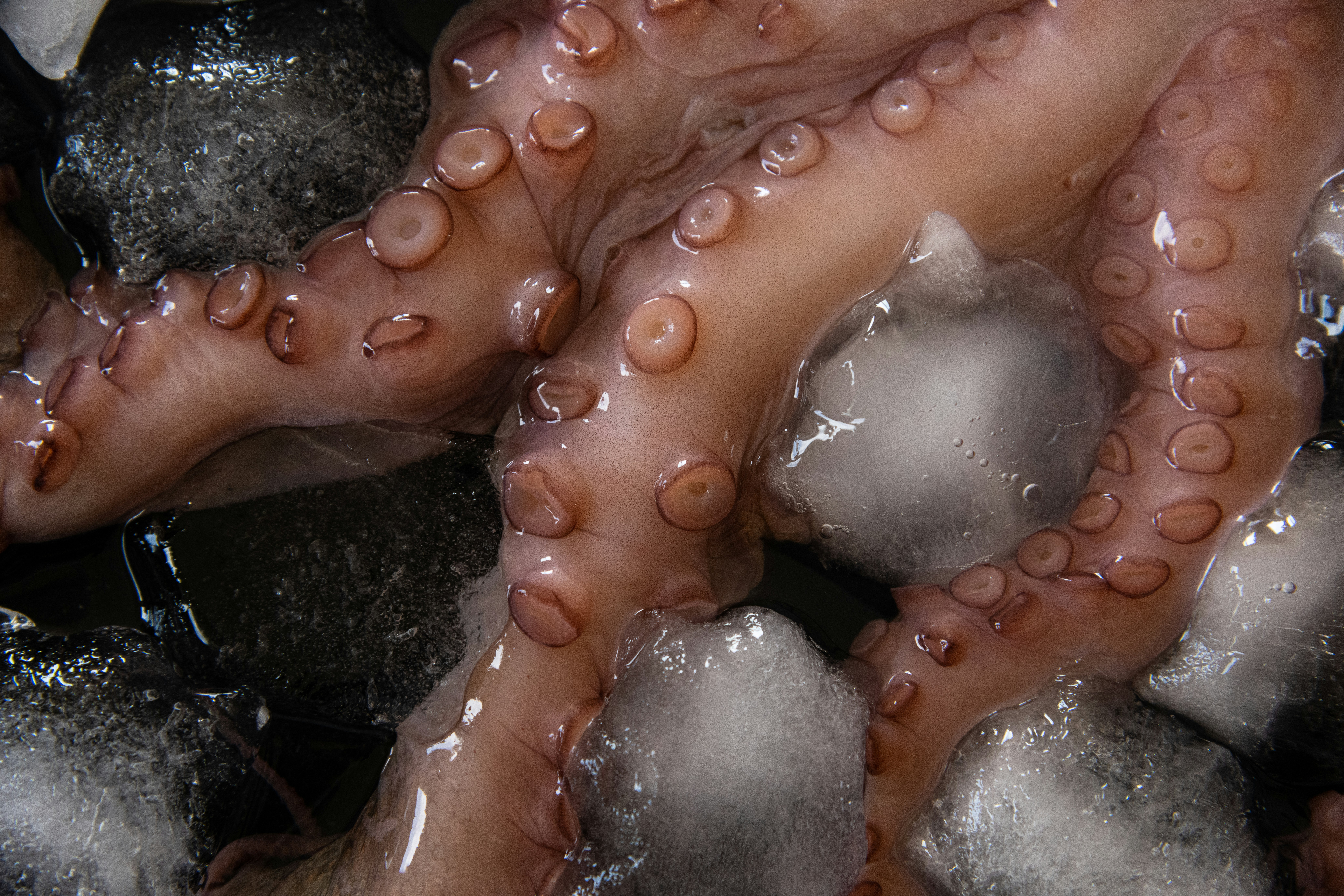 The Mucus Matrix: A Sticky Situation (image credits: unsplash)