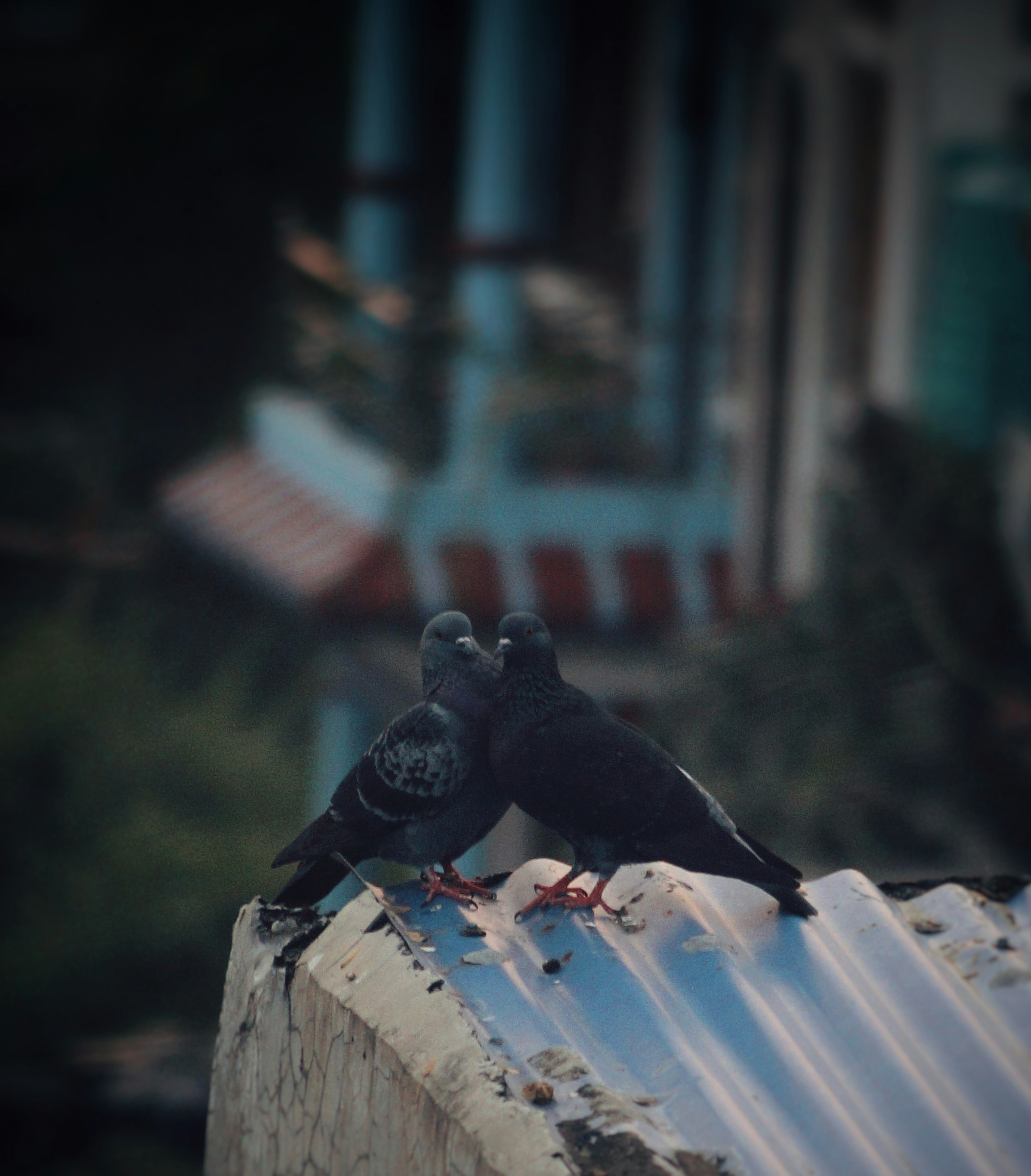 two black birds sitting on top of a roof