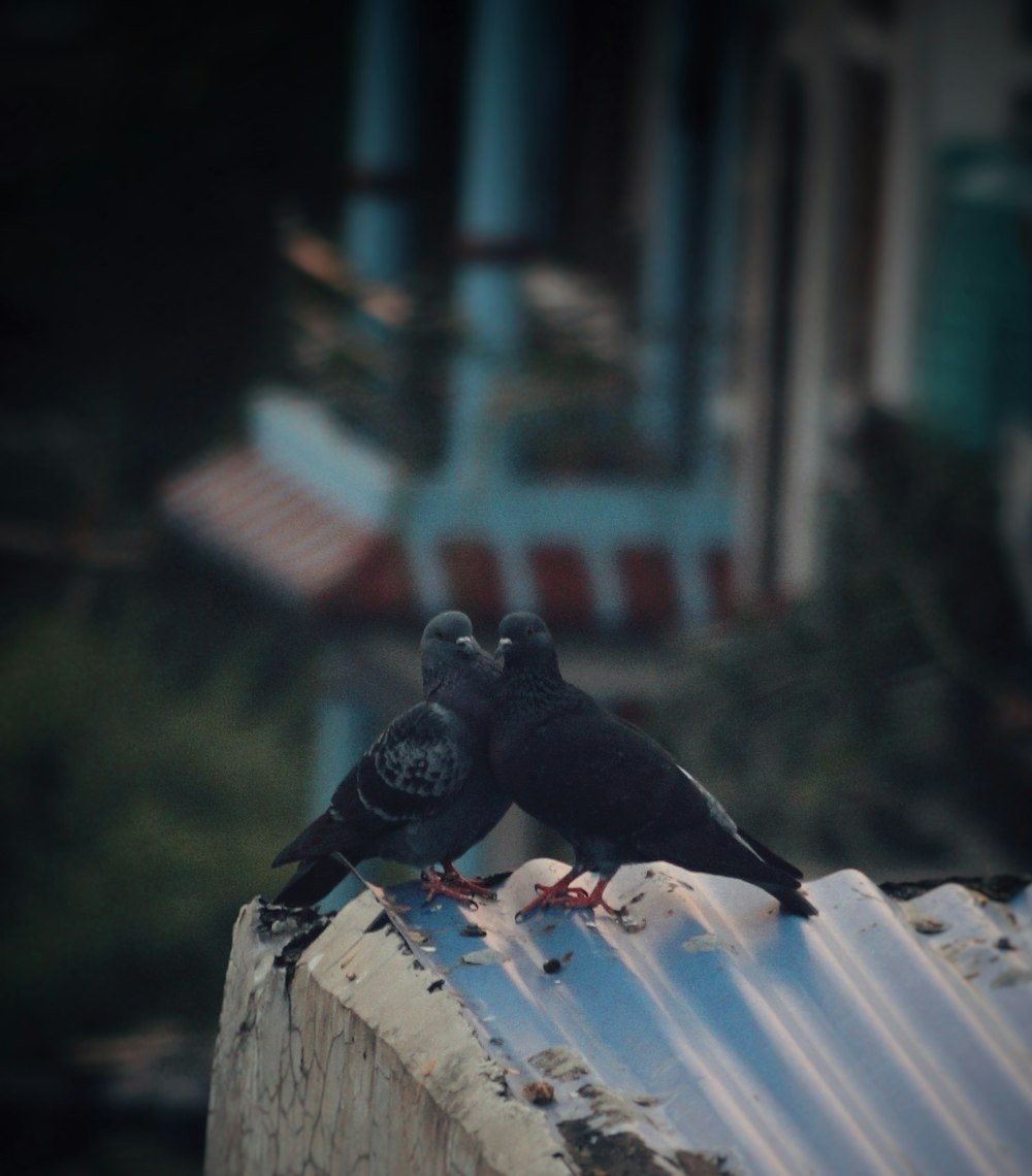 two black birds sitting on top of a roof
