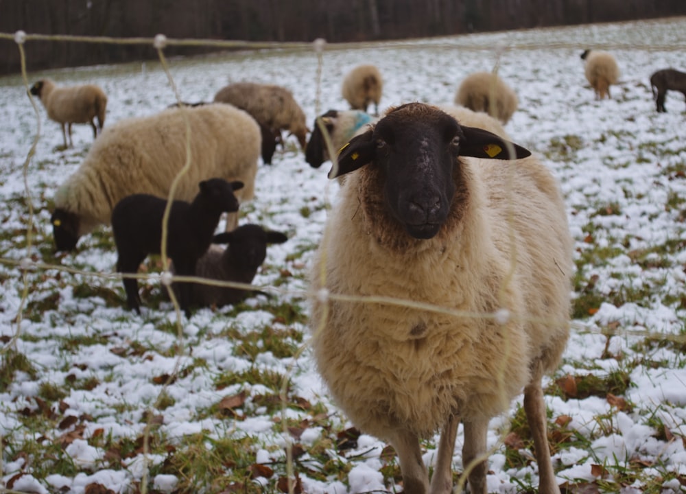 un gregge di pecore in piedi in cima a un campo innevato
