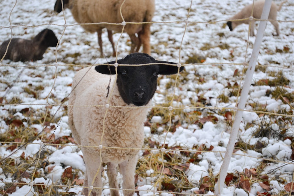 a sheep standing behind a wire fence in the snow