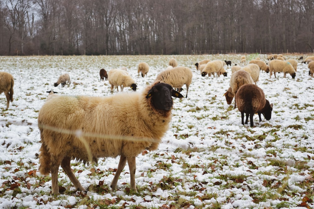 a herd of sheep standing on top of a snow covered field