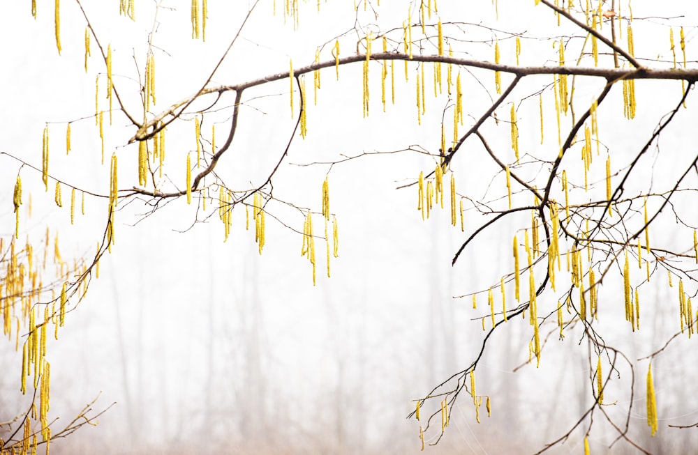 a tree branch with yellow leaves in a foggy forest