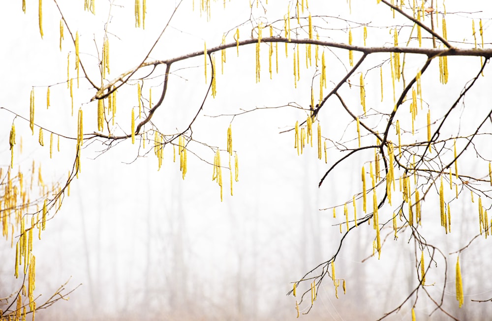 une branche d’arbre avec des feuilles jaunes dans une forêt brumeuse