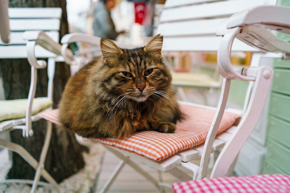 a cat is sitting on a chair outside