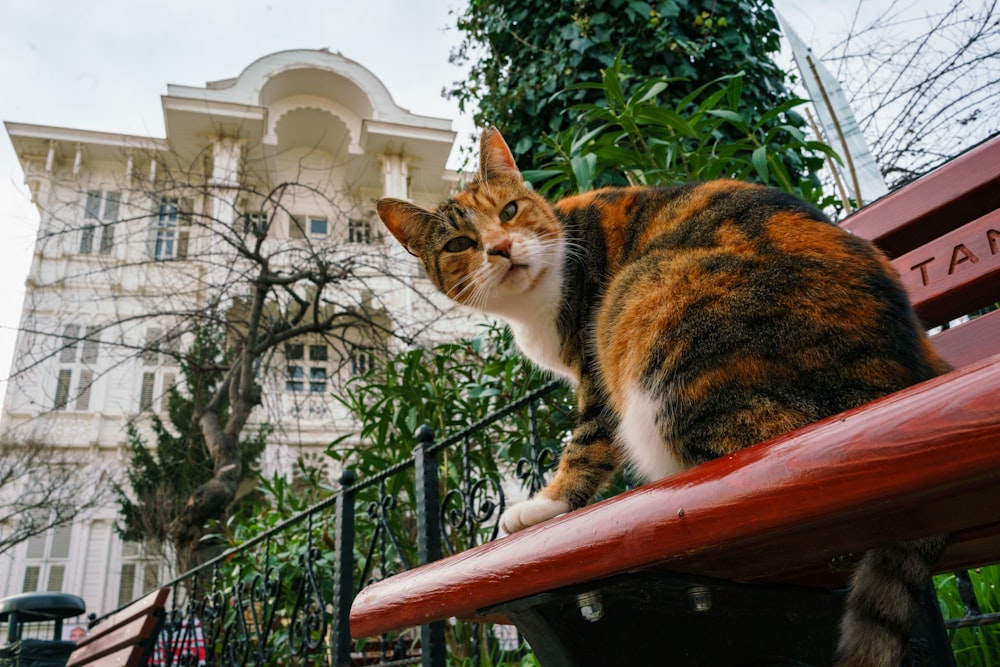 a cat sitting on top of a red bench