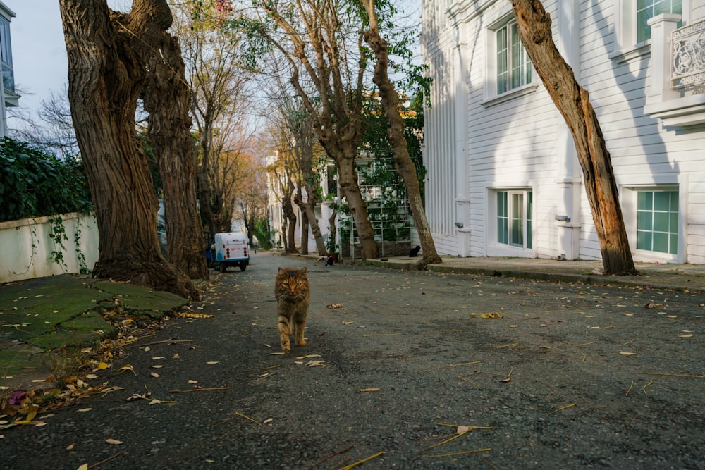 a cat walking down a street next to a white building