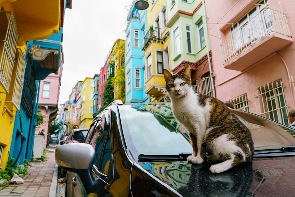 a cat sitting on the hood of a car