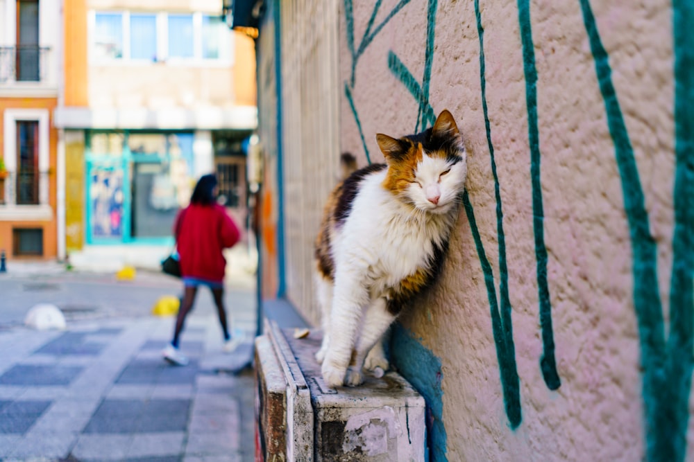 a cat that is sitting on a ledge