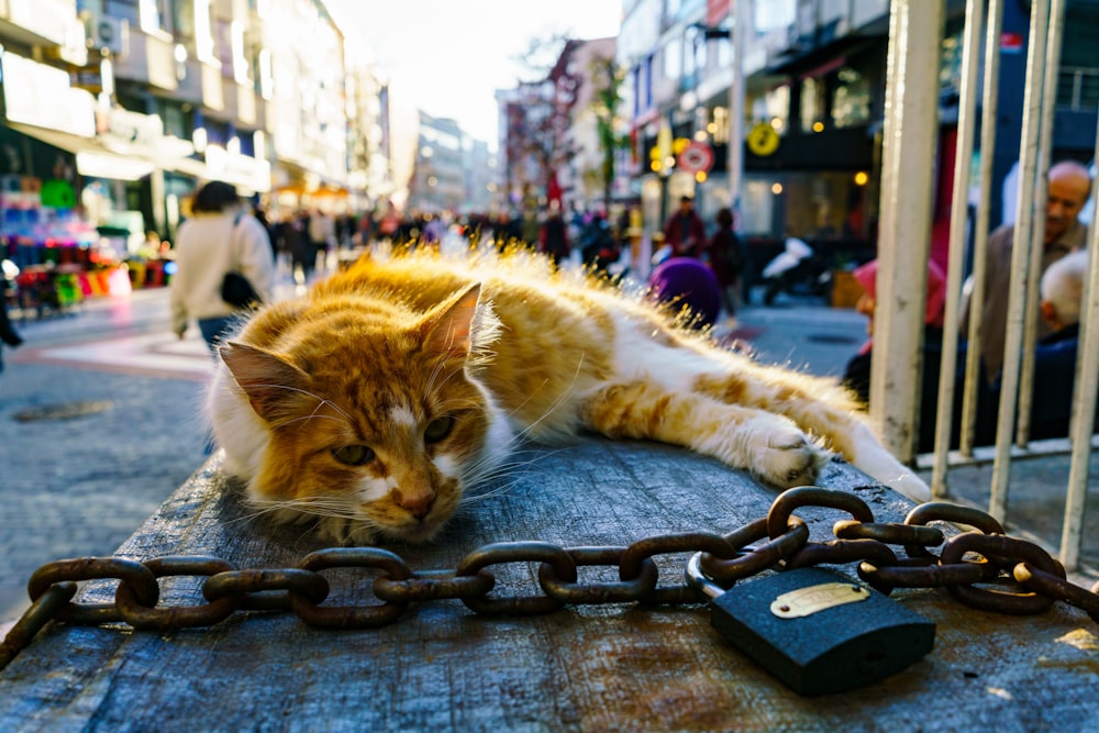 an orange and white cat laying on top of a chain