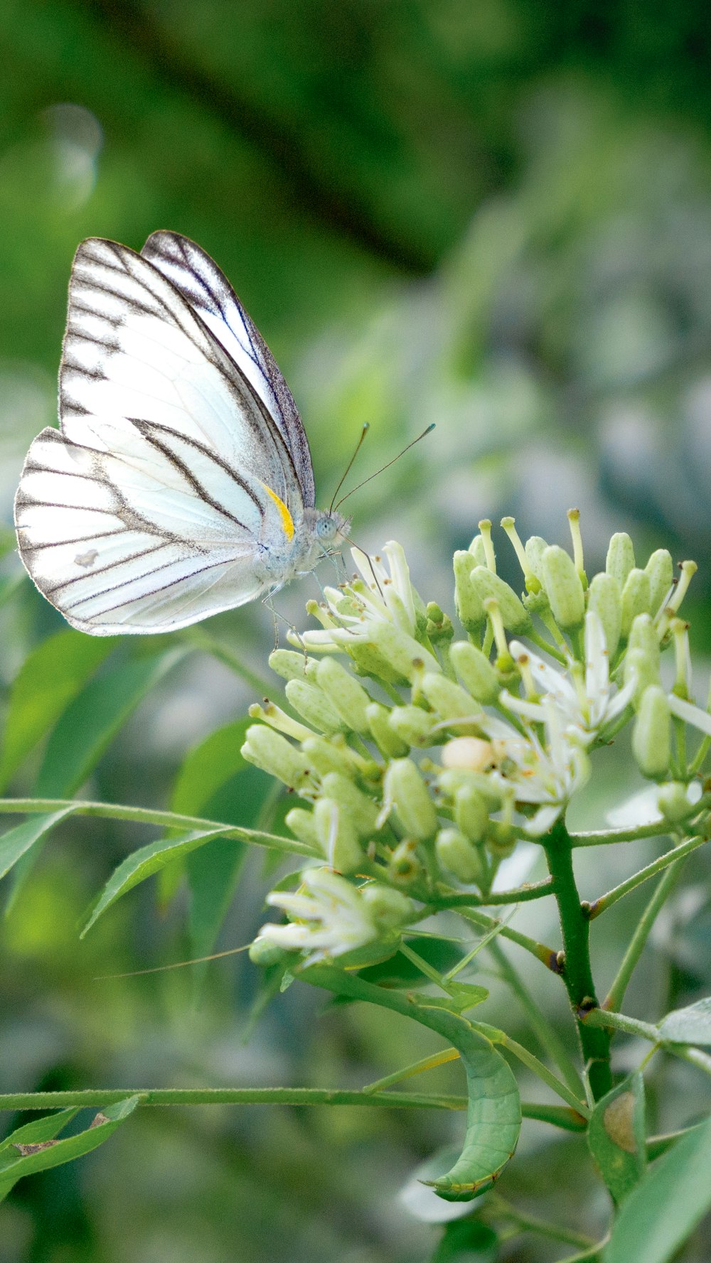 a white butterfly sitting on top of a green plant