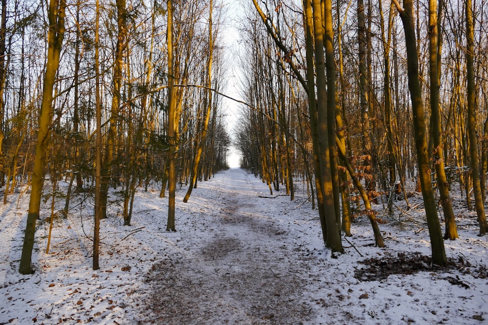 un camino cubierto de nieve en medio de un bosque