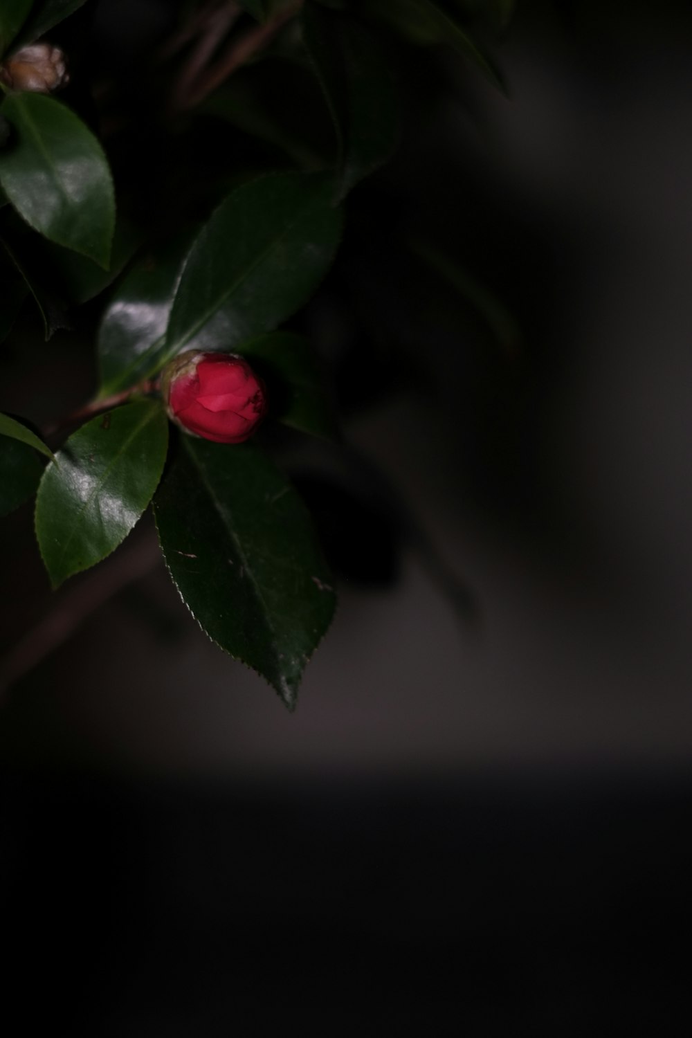 a small red flower on a green leafy tree