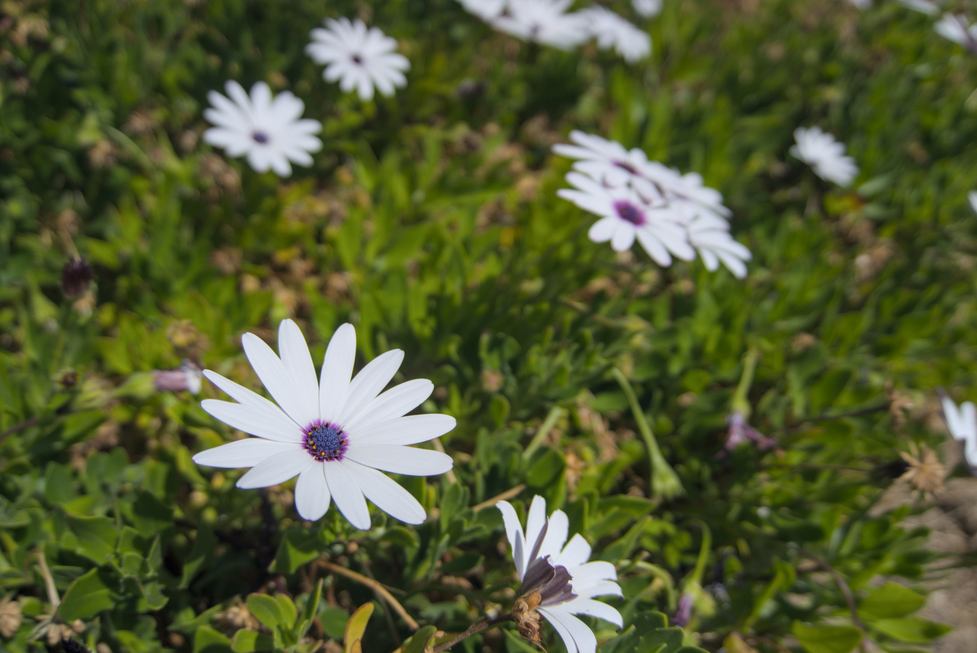 ein Strauß weißer Blumen, die im Gras liegen