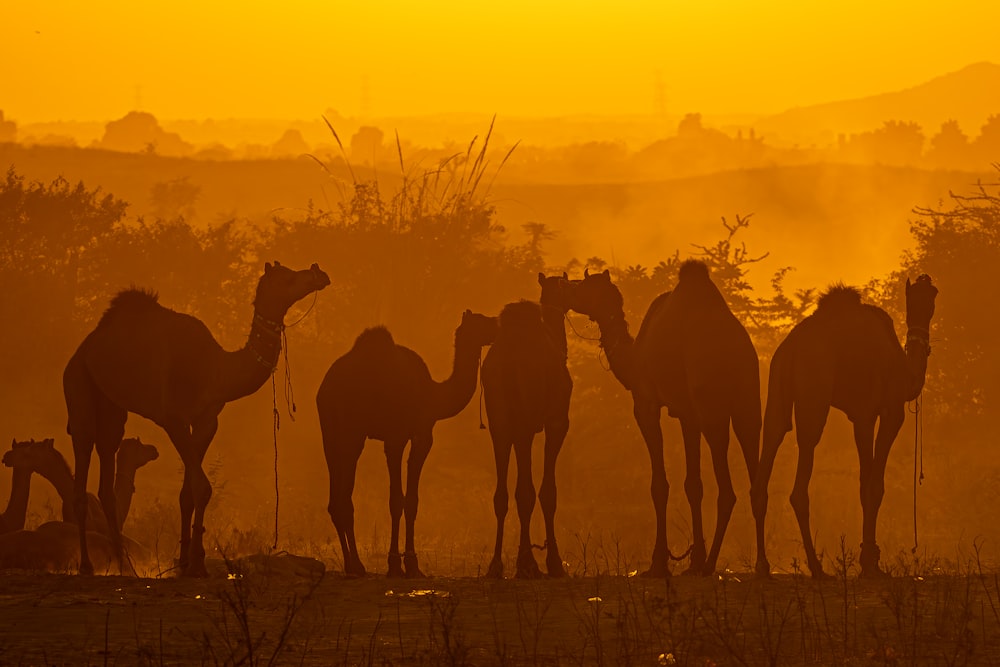 a group of camels are standing in a field