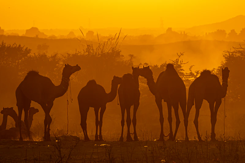 Best Pet-Friendly Hotels and Stays in Pushkar for Travelers With Furry Companions