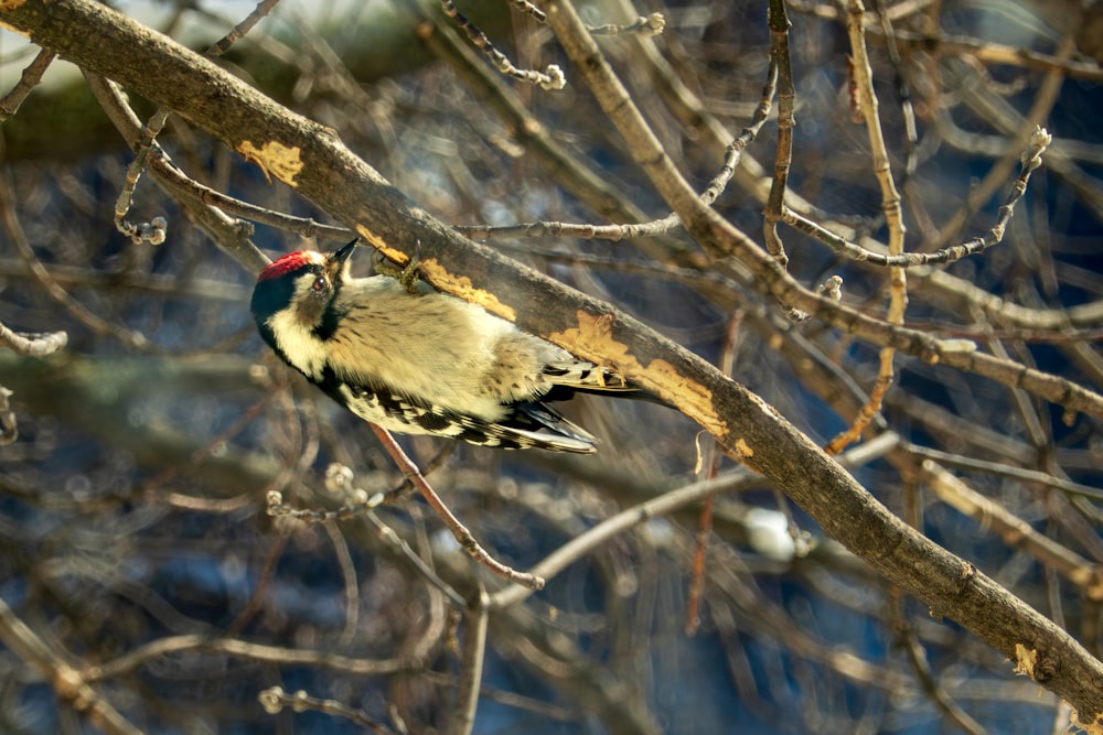 a bird sitting on a branch of a tree