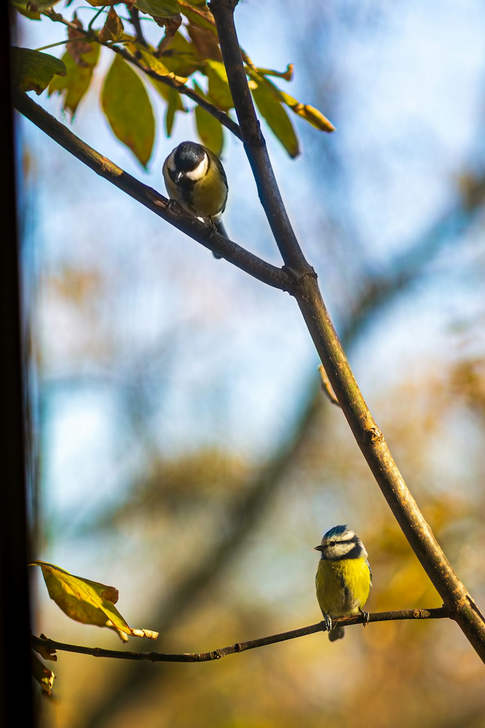 a couple of birds sitting on top of a tree branch