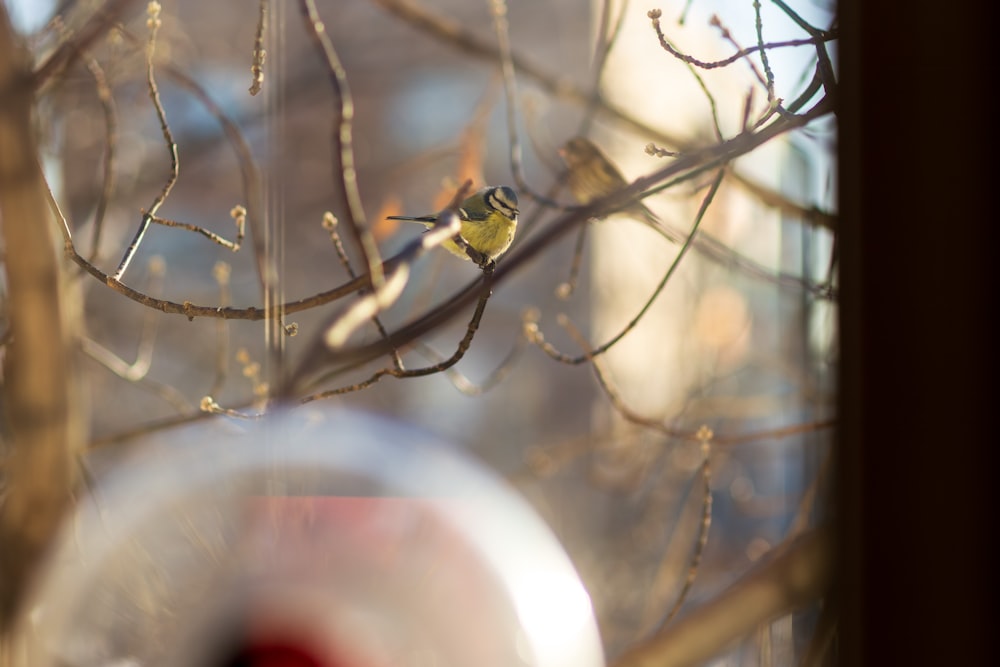 a small bird perched on a tree branch