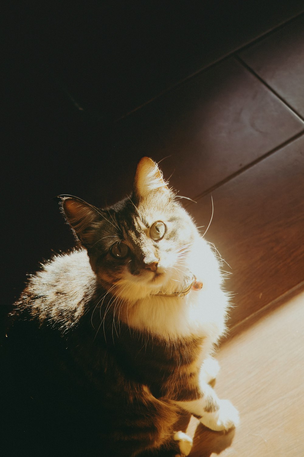 a cat sitting on a wooden floor looking at the camera