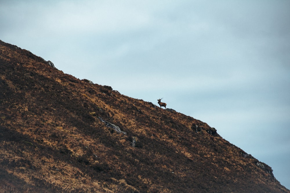 une chèvre de montagne debout sur le flanc d’une colline