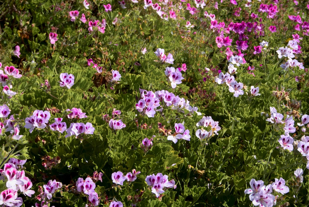 a field full of purple and white flowers