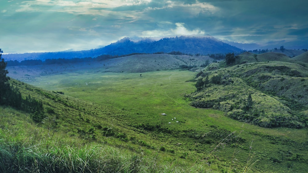 a lush green hillside covered in lush green grass