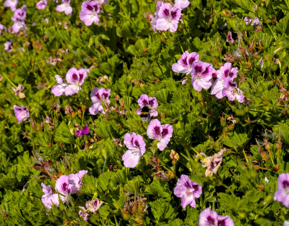 a field of purple flowers with green leaves