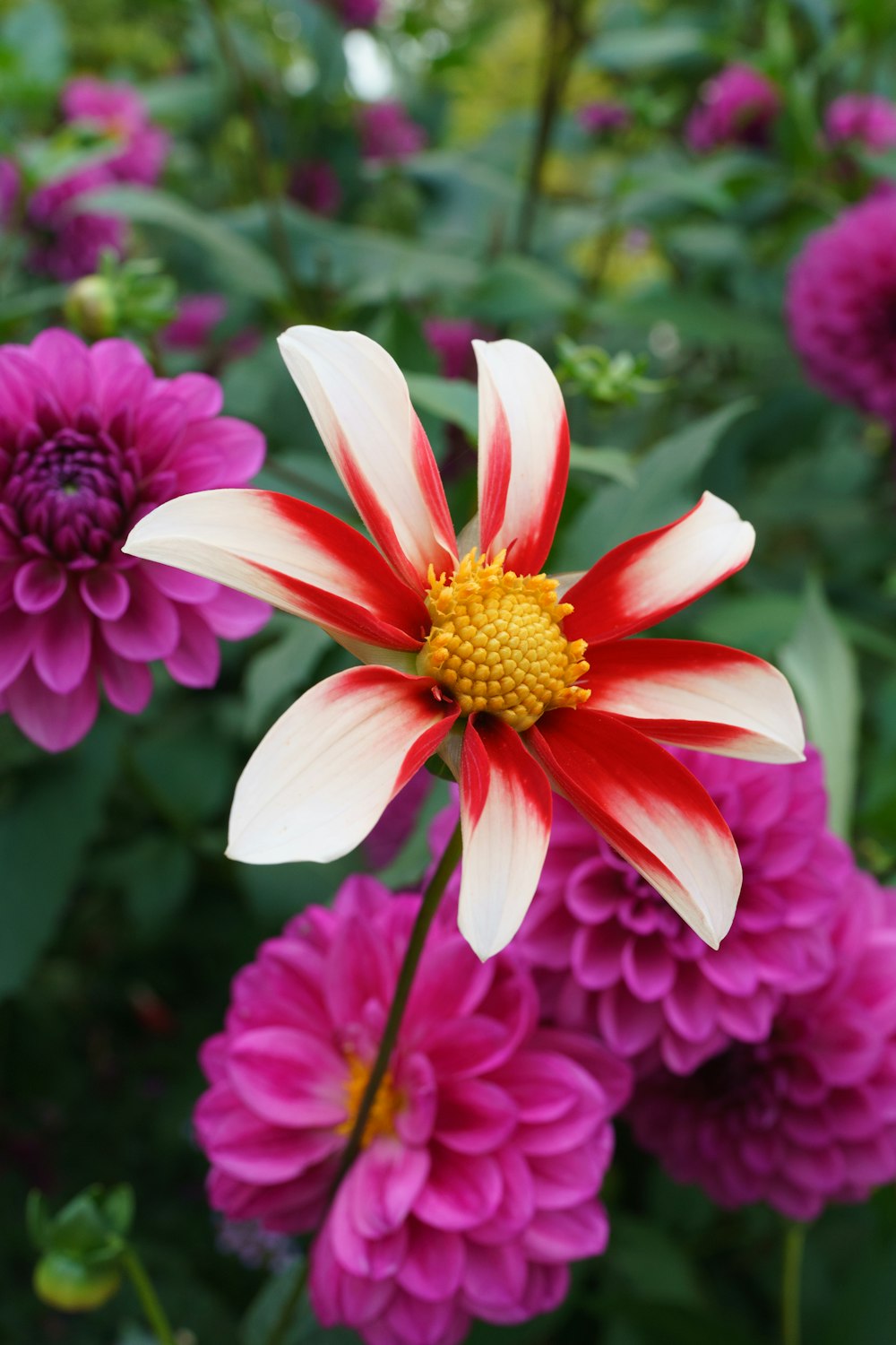 a close up of a flower in a field of flowers