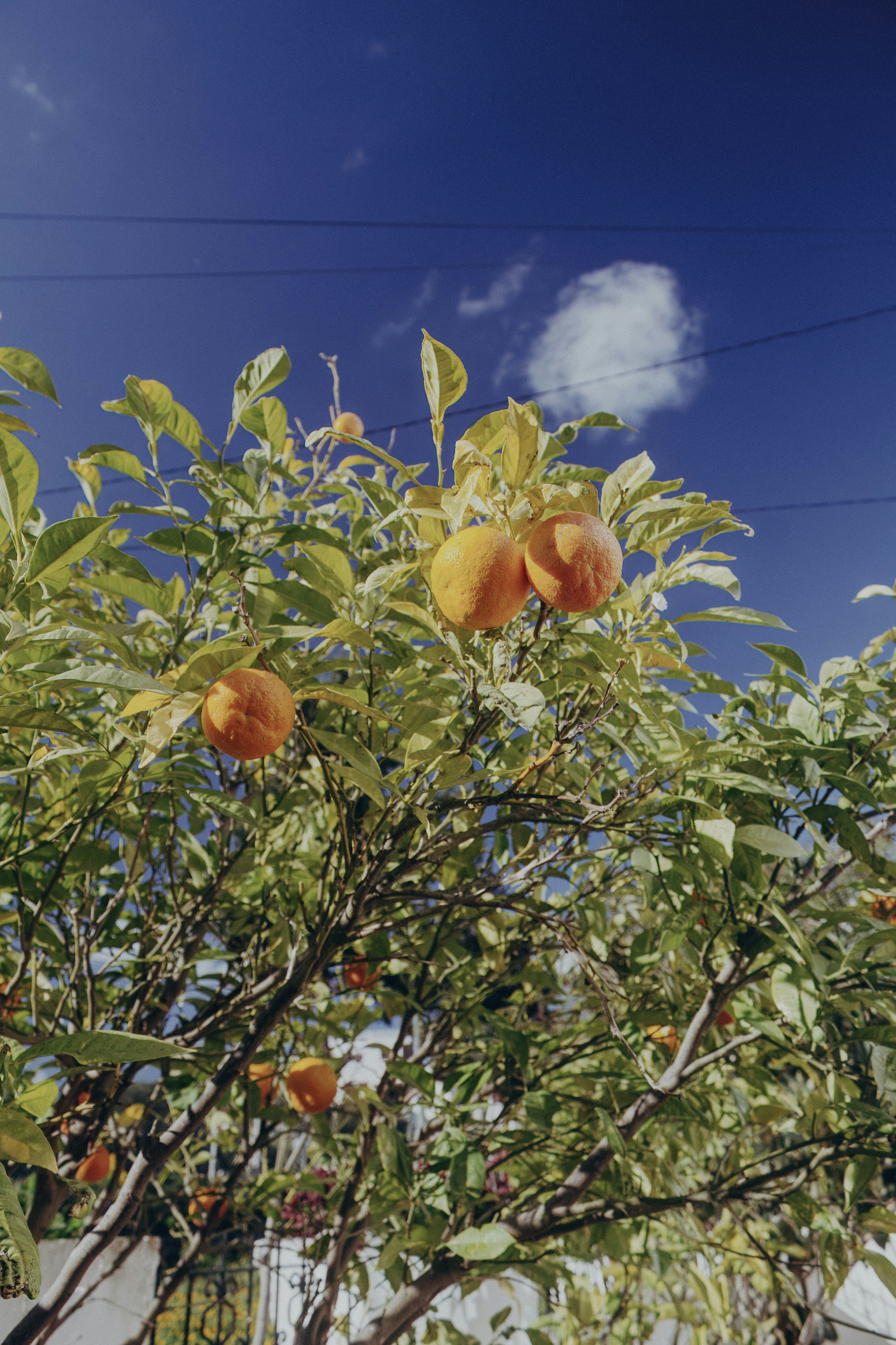 un albero di arancio con arance che crescono su di esso