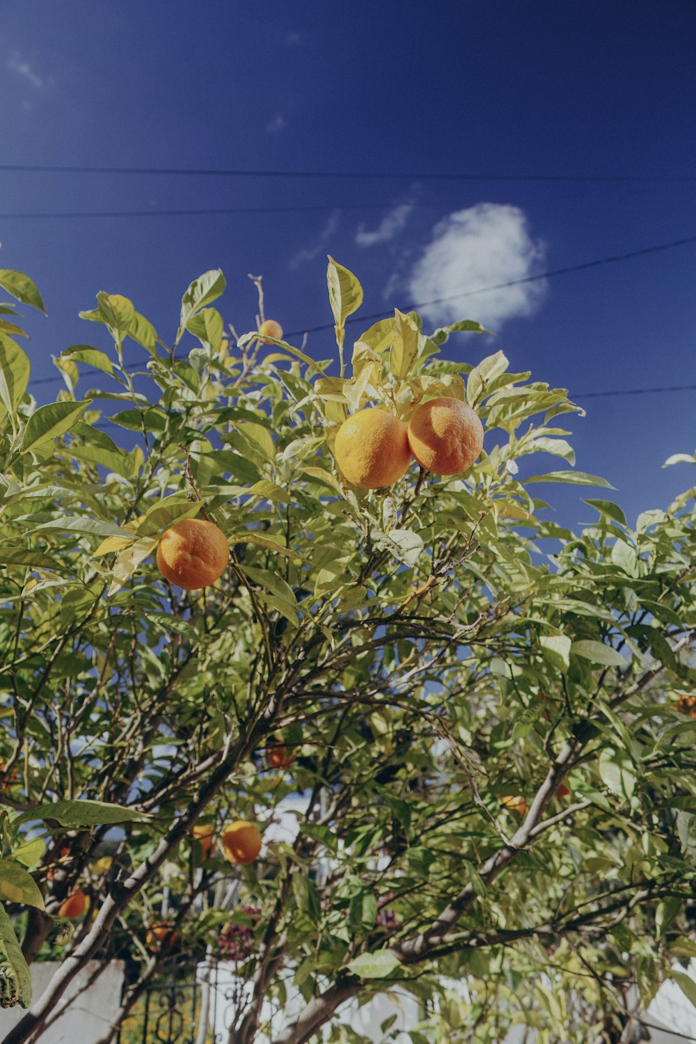 an orange tree with oranges growing on it