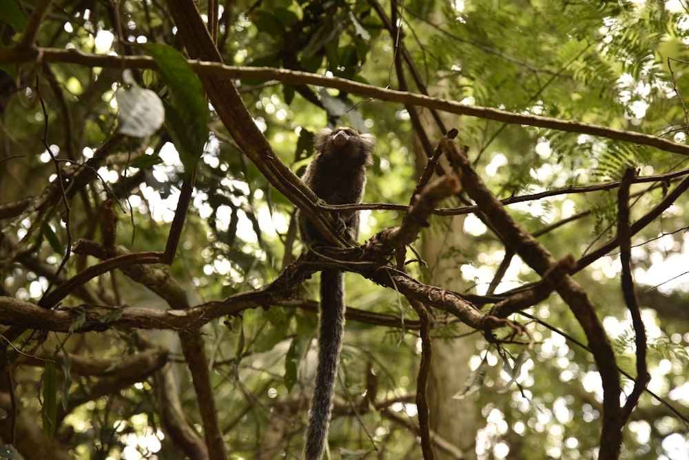 a bird sitting on a branch in a tree