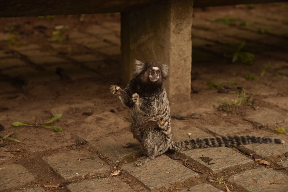 a small animal standing on its hind legs