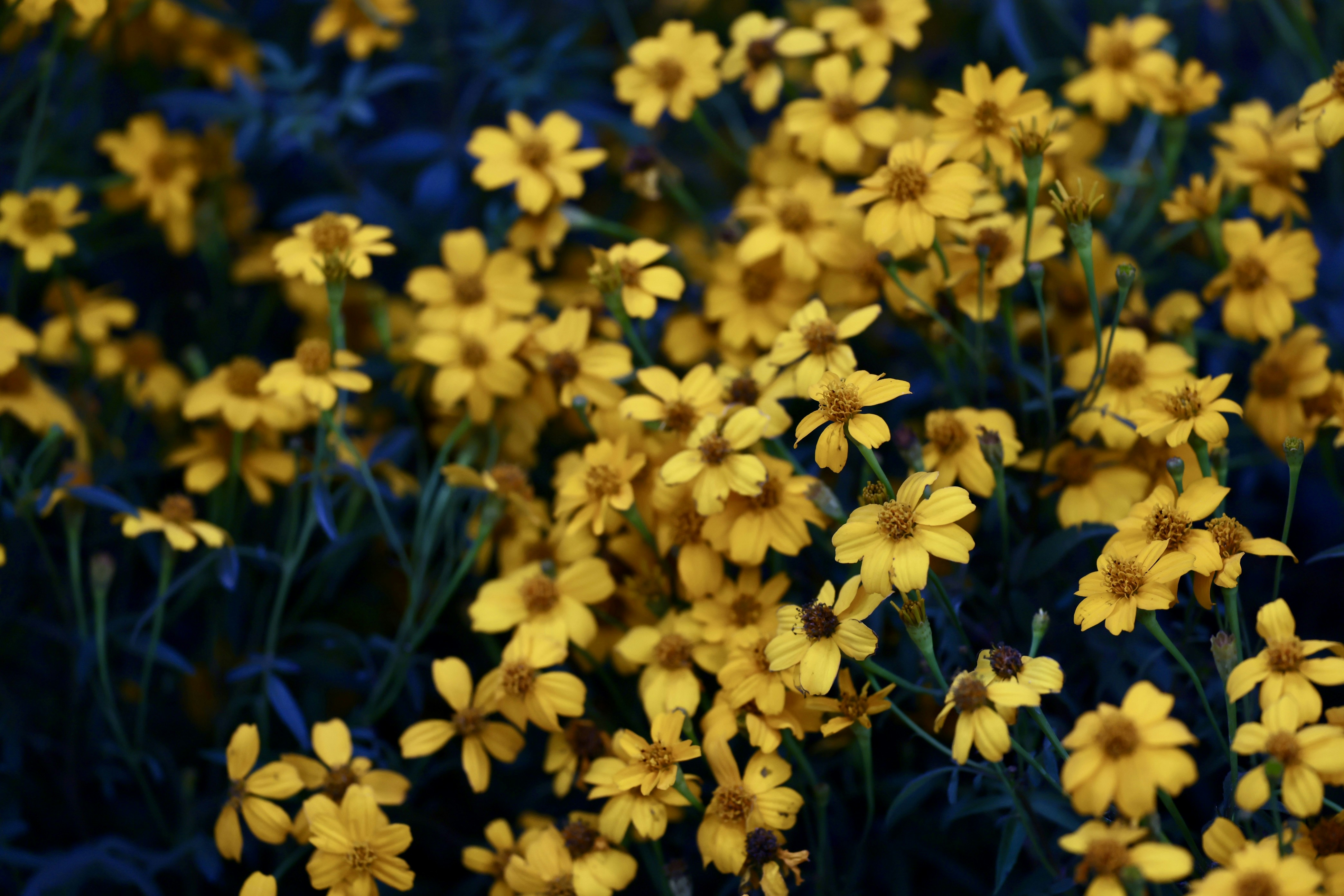 Photo by dickenslin76