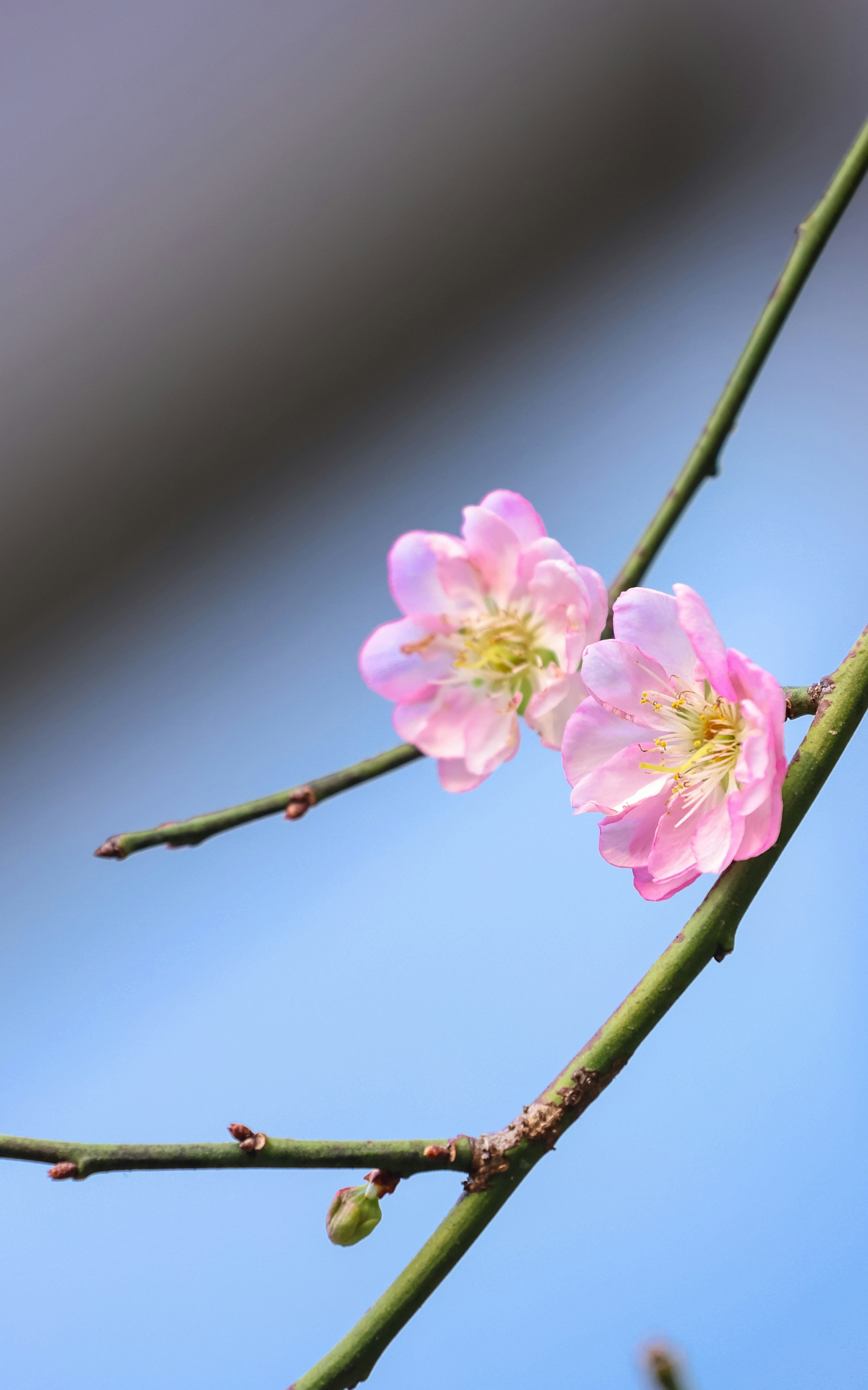 Photo by dickenslin76