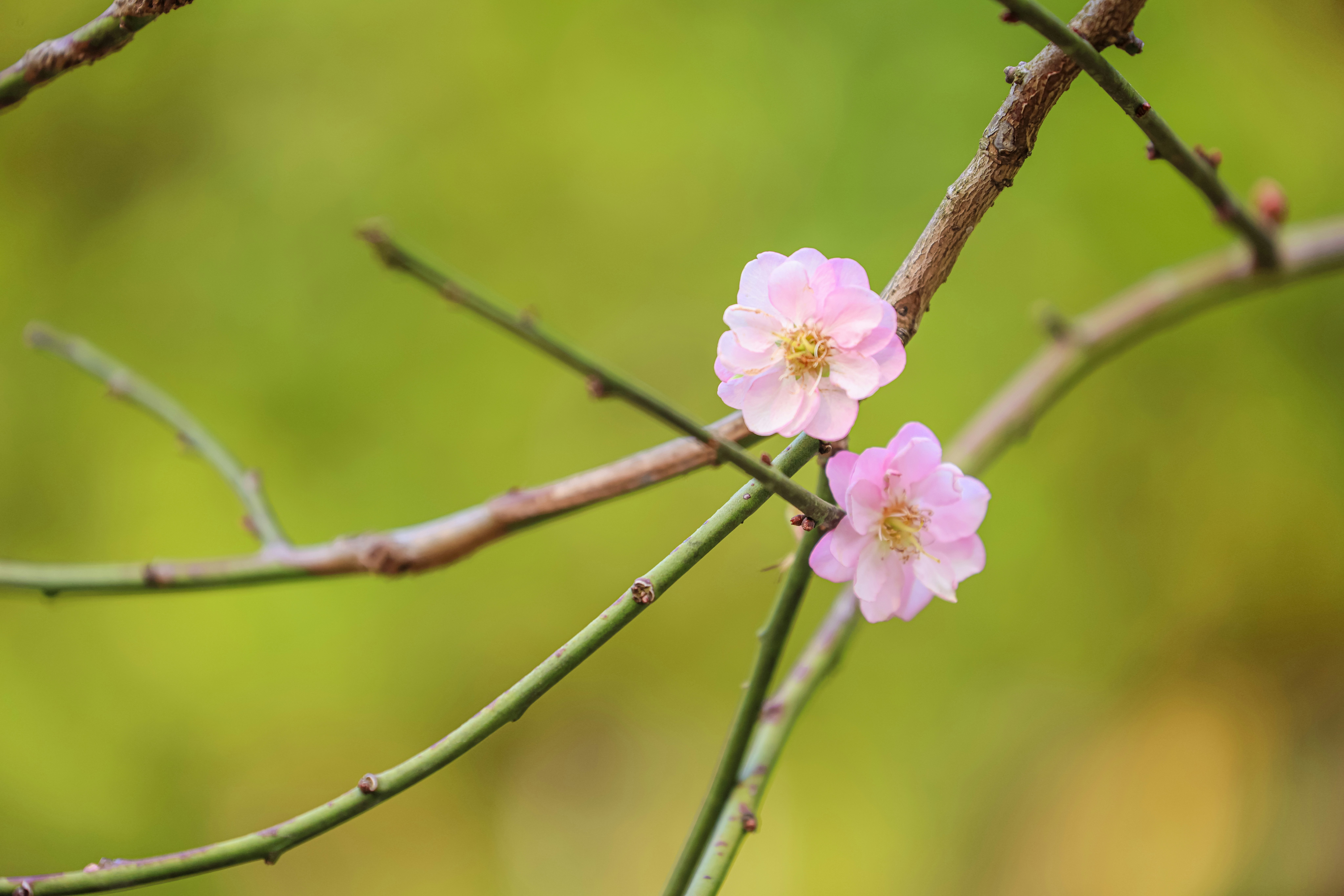 Photo by dickenslin76