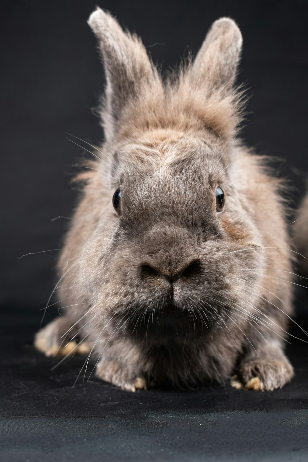 a close up of a rabbit on a black background