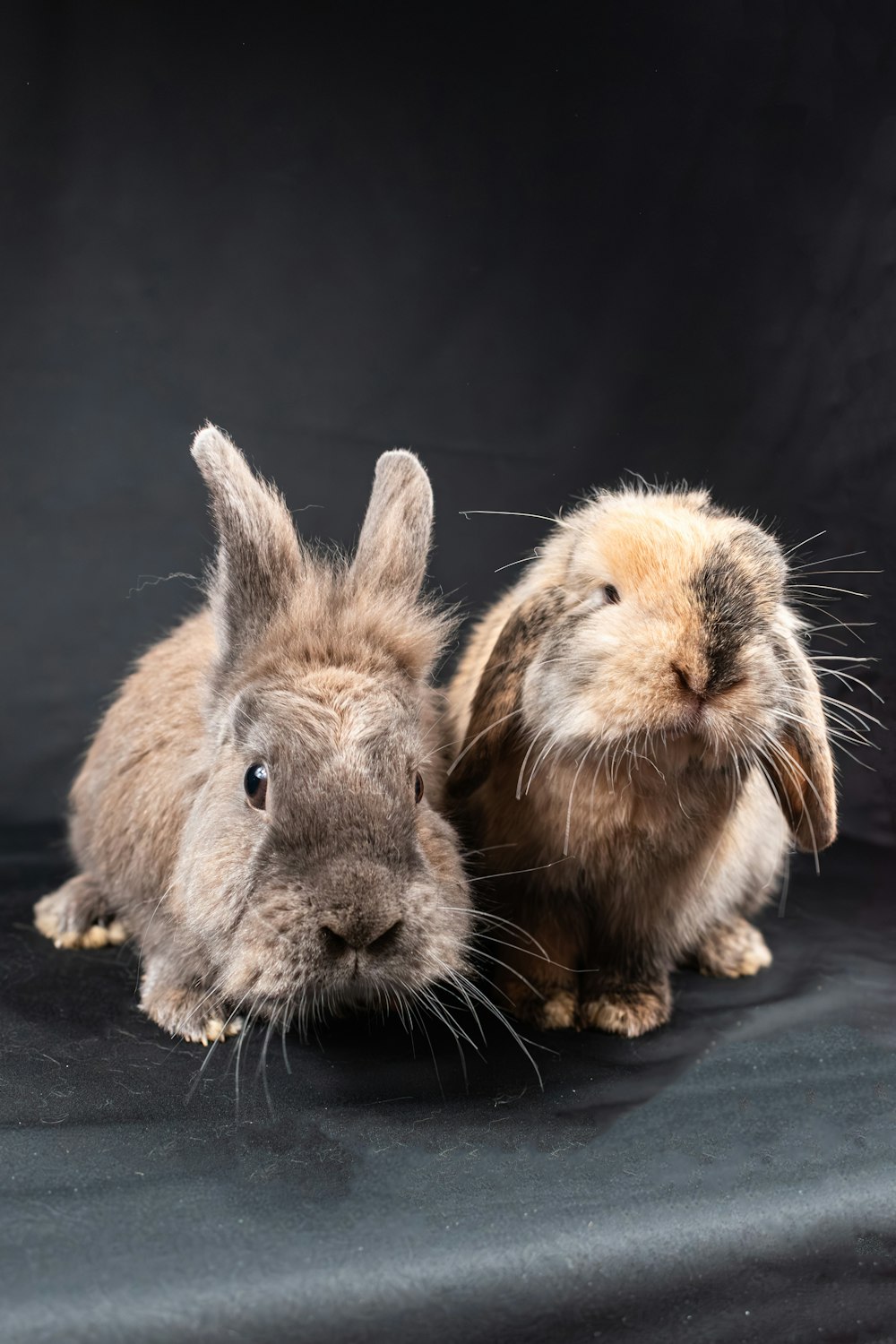 a couple of rabbits sitting next to each other