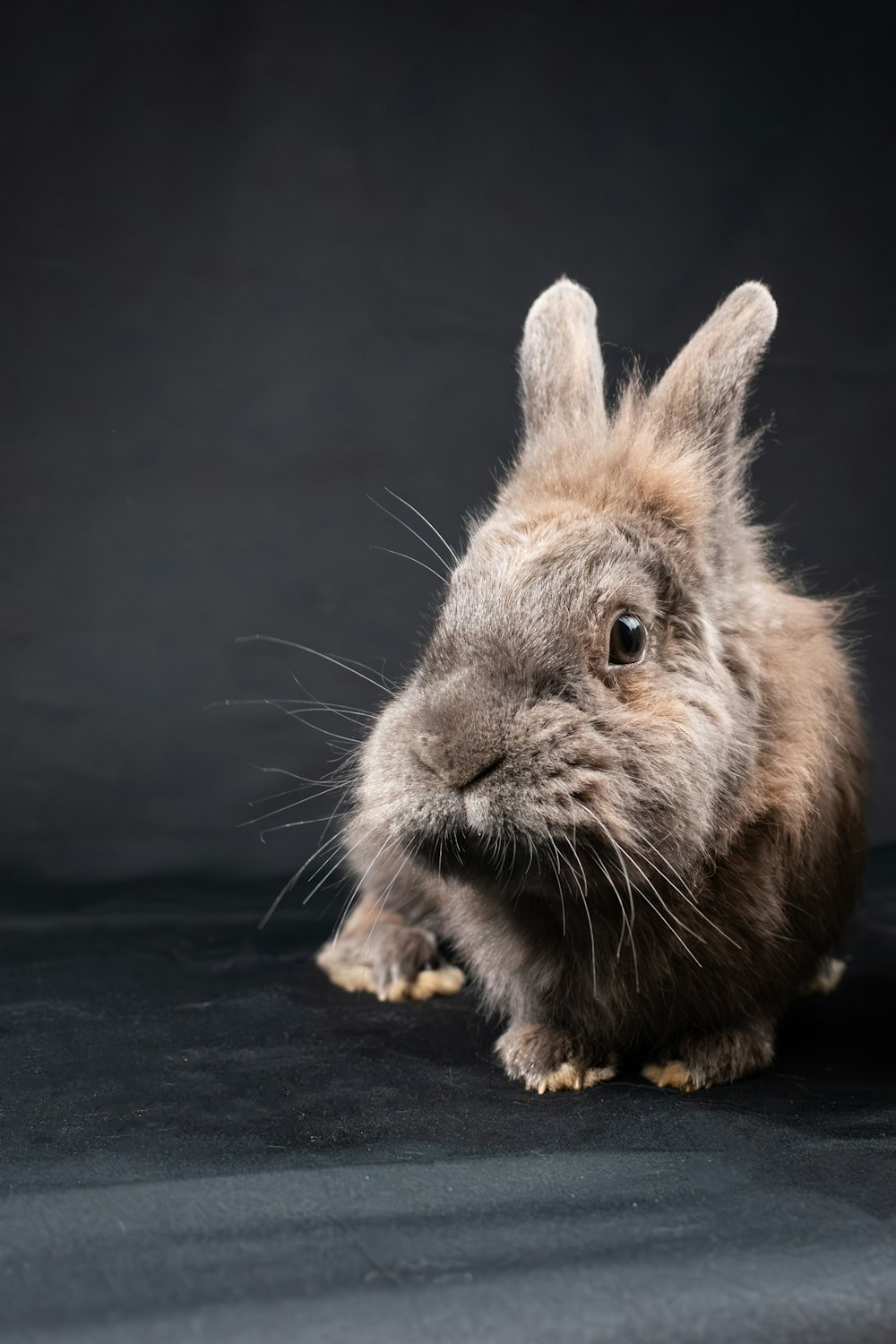 a small rabbit sitting on top of a black surface