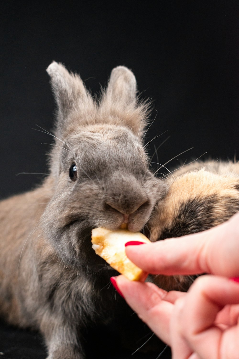 a person feeding a small rabbit with a piece of food