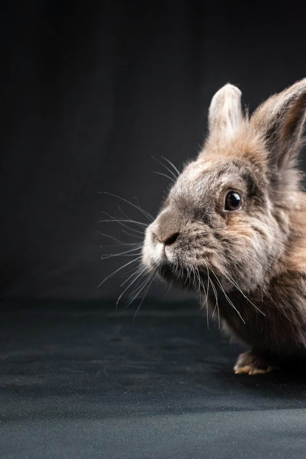 a close up of a rabbit on a black background