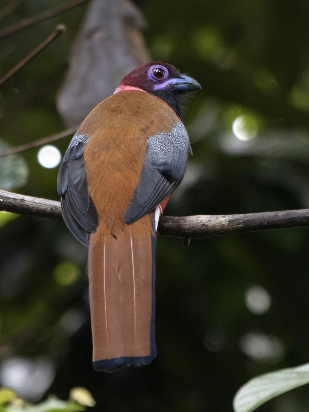 a colorful bird perched on a tree branch