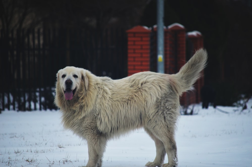 a large white dog standing in the snow