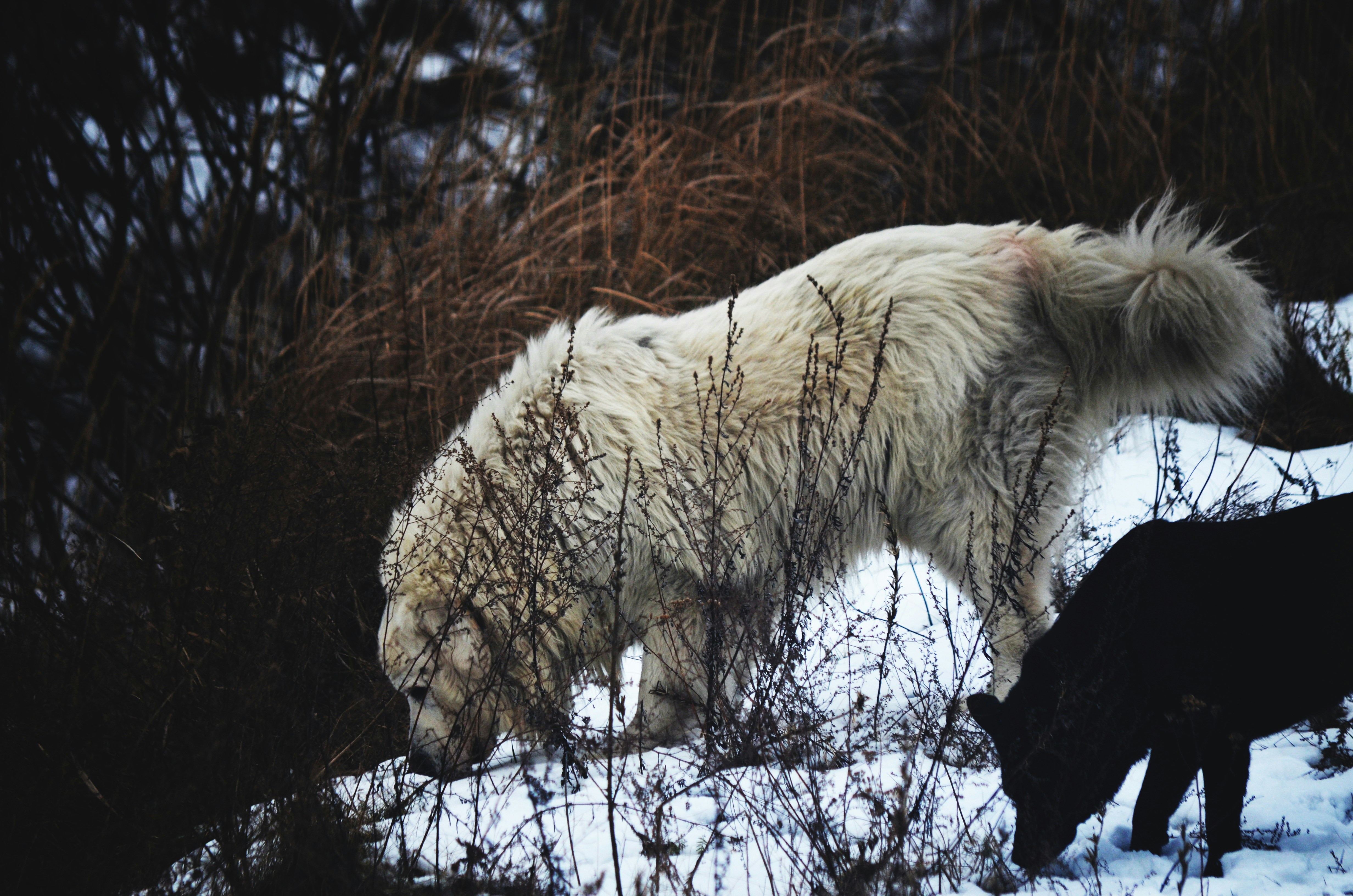 Photo by dominiklyko12