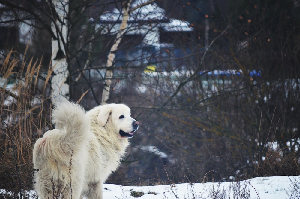 a large white dog standing on top of a snow covered field